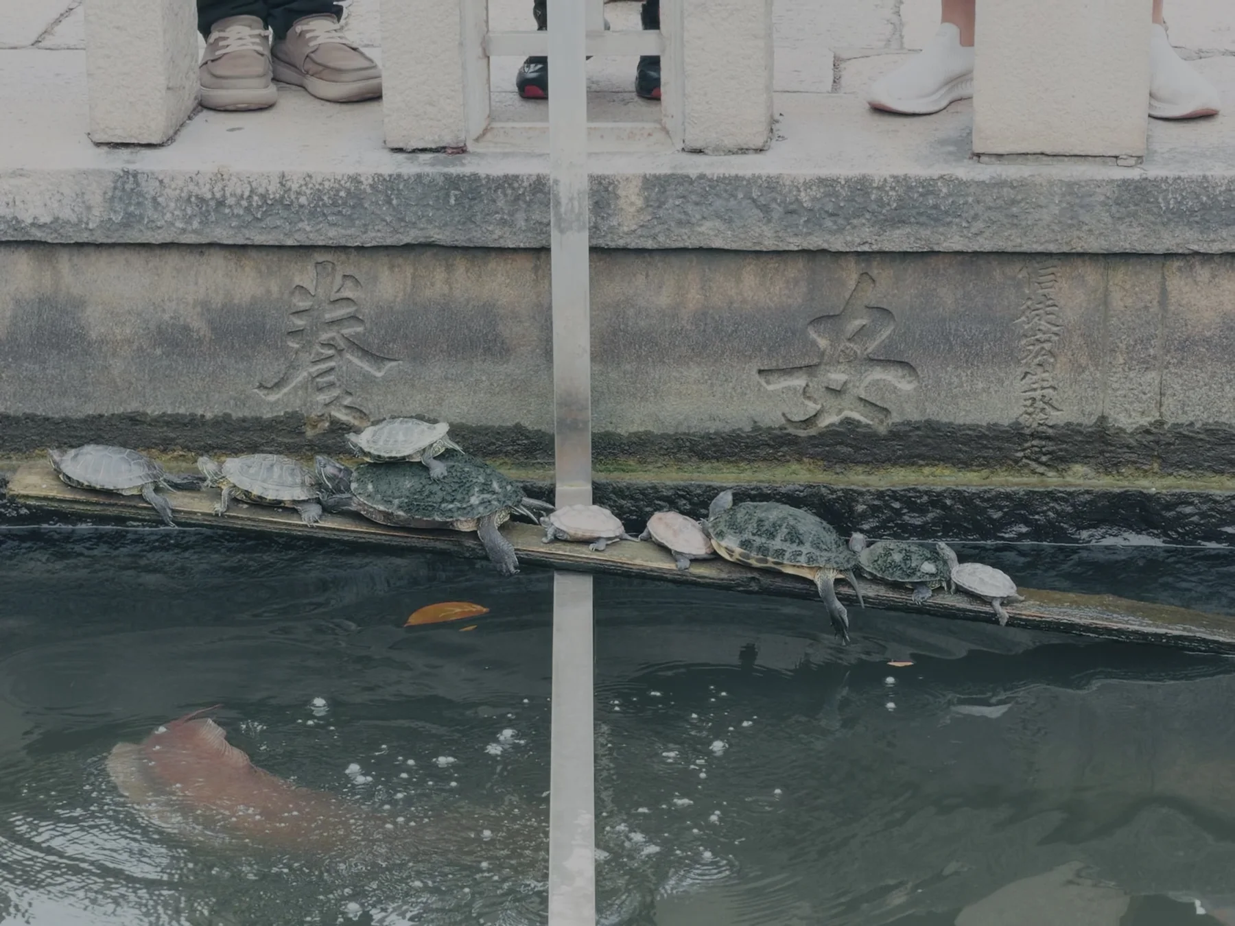 Several turtles sun themselves along the stone edge of Chengtian Temple’s release pond as an orange fish moves through the green water below